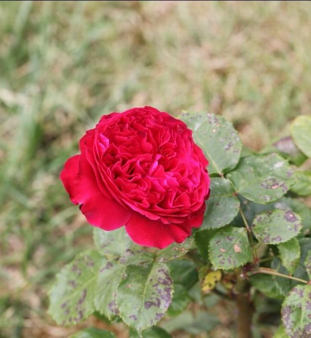 Photo of Rose (Rosa 'Rouge Royale') uploaded by admin