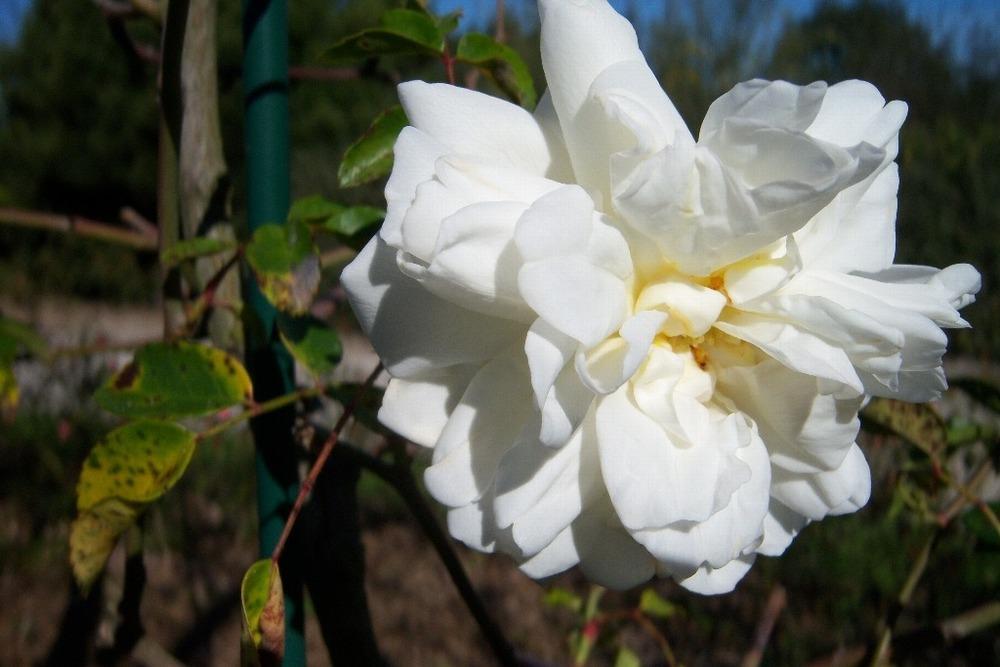 Photo of Rambling Rose (Rosa 'Alberic Barbier') uploaded by admin