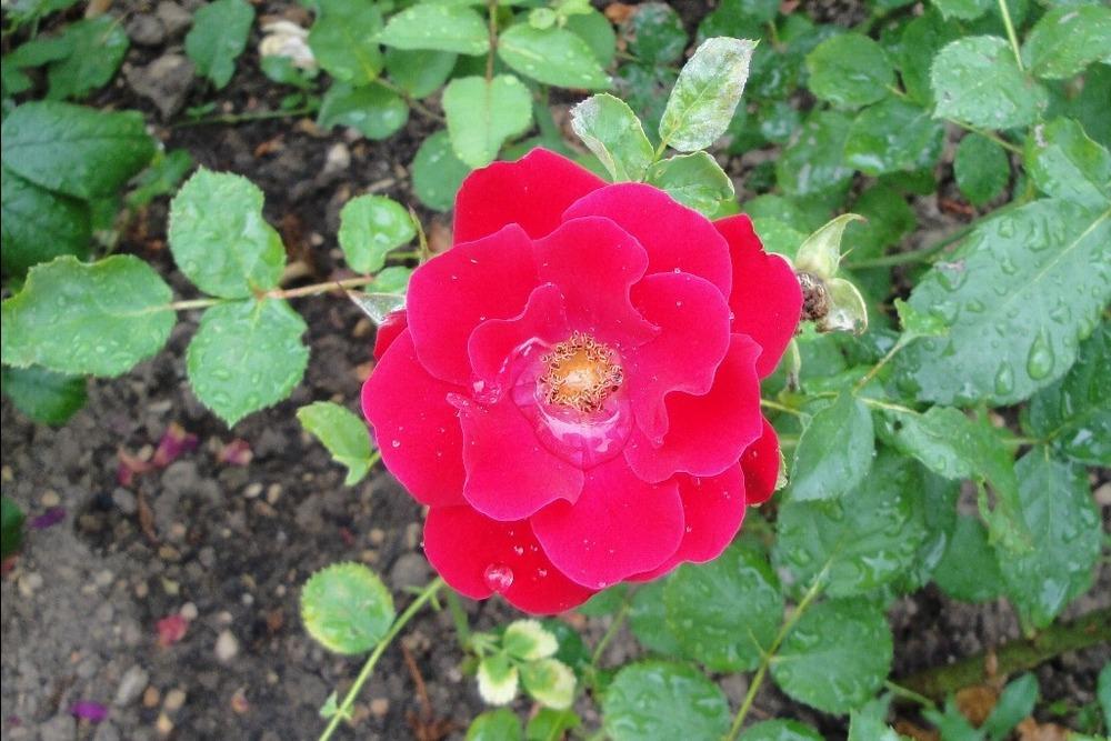 Photo of Rose (Rosa 'Alain') uploaded by admin