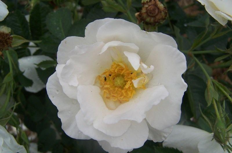 Photo of Rose (Rosa 'Alba Suaveolens') uploaded by admin