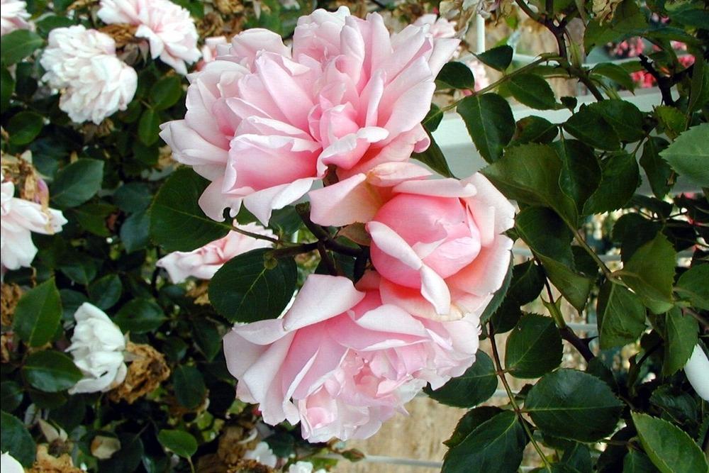 Photo of Rambling Rose (Rosa 'Albertine') uploaded by admin