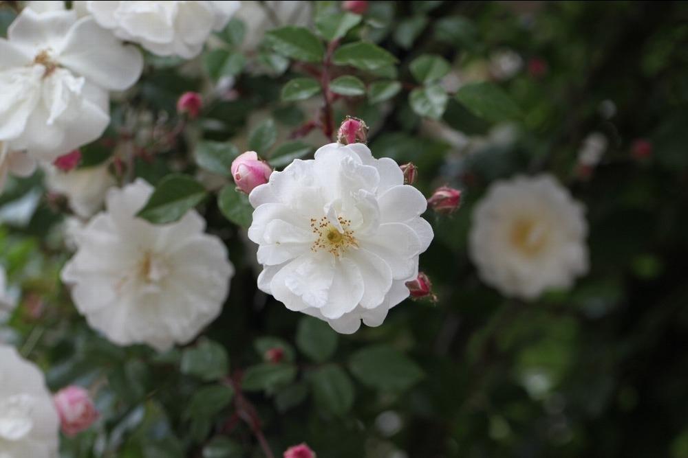 Photo of Hybrid Sempervirens Rose (Rosa 'Adelaide d'Orleans') uploaded by admin