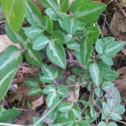 Location: Colleyville Texas Zone 8a
Date: 2015-04-19
I  found this growing in a naturalized shady area.