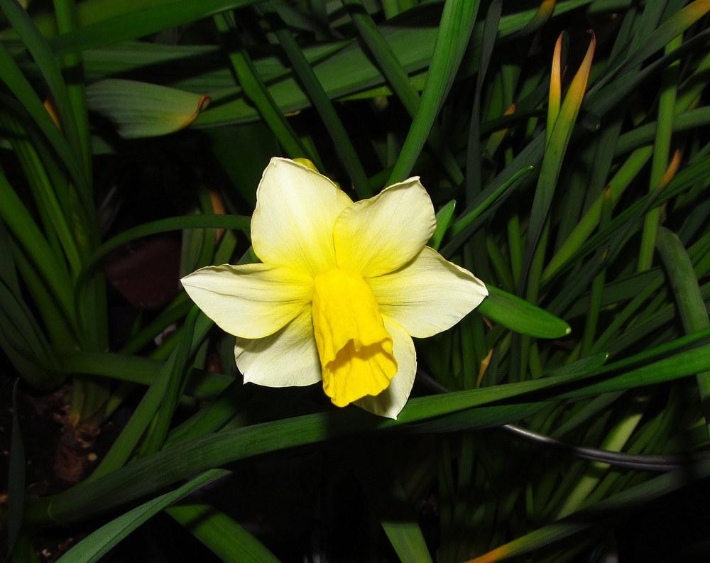Photo of Jonquilla Daffodil (Narcissus 'Golden Echo') uploaded by jmorth