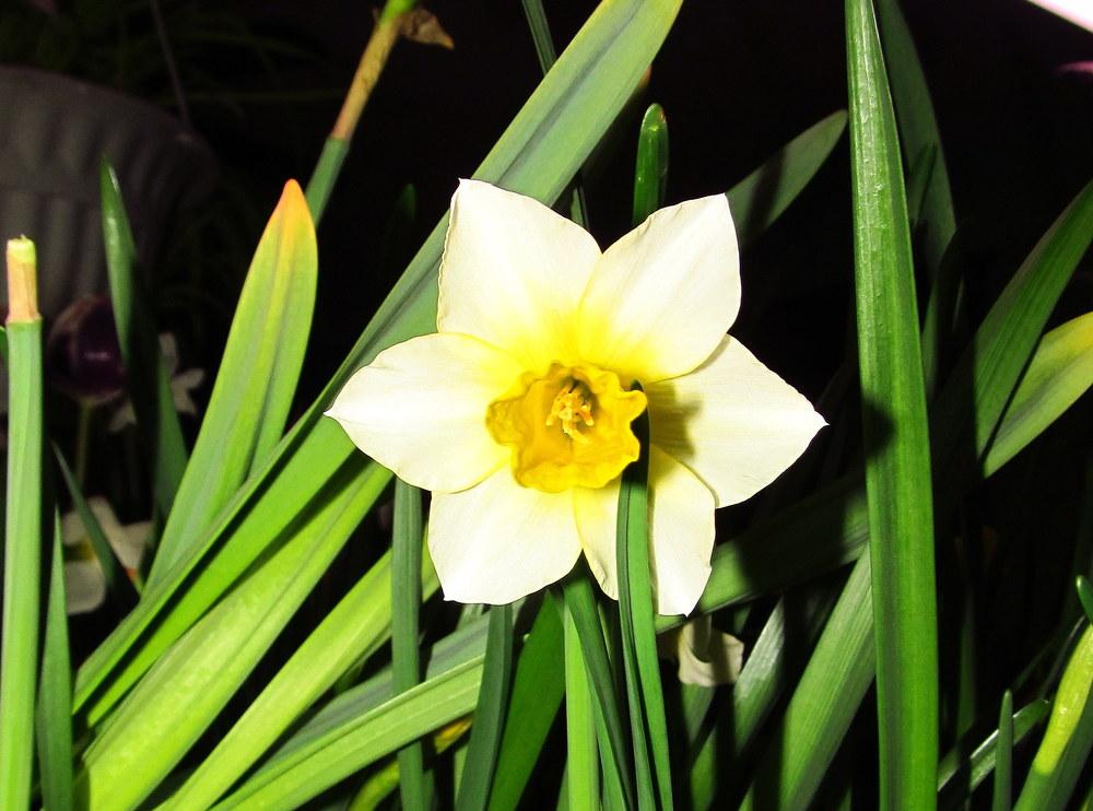 Photo of Jonquilla Daffodil (Narcissus 'Golden Echo') uploaded by jmorth