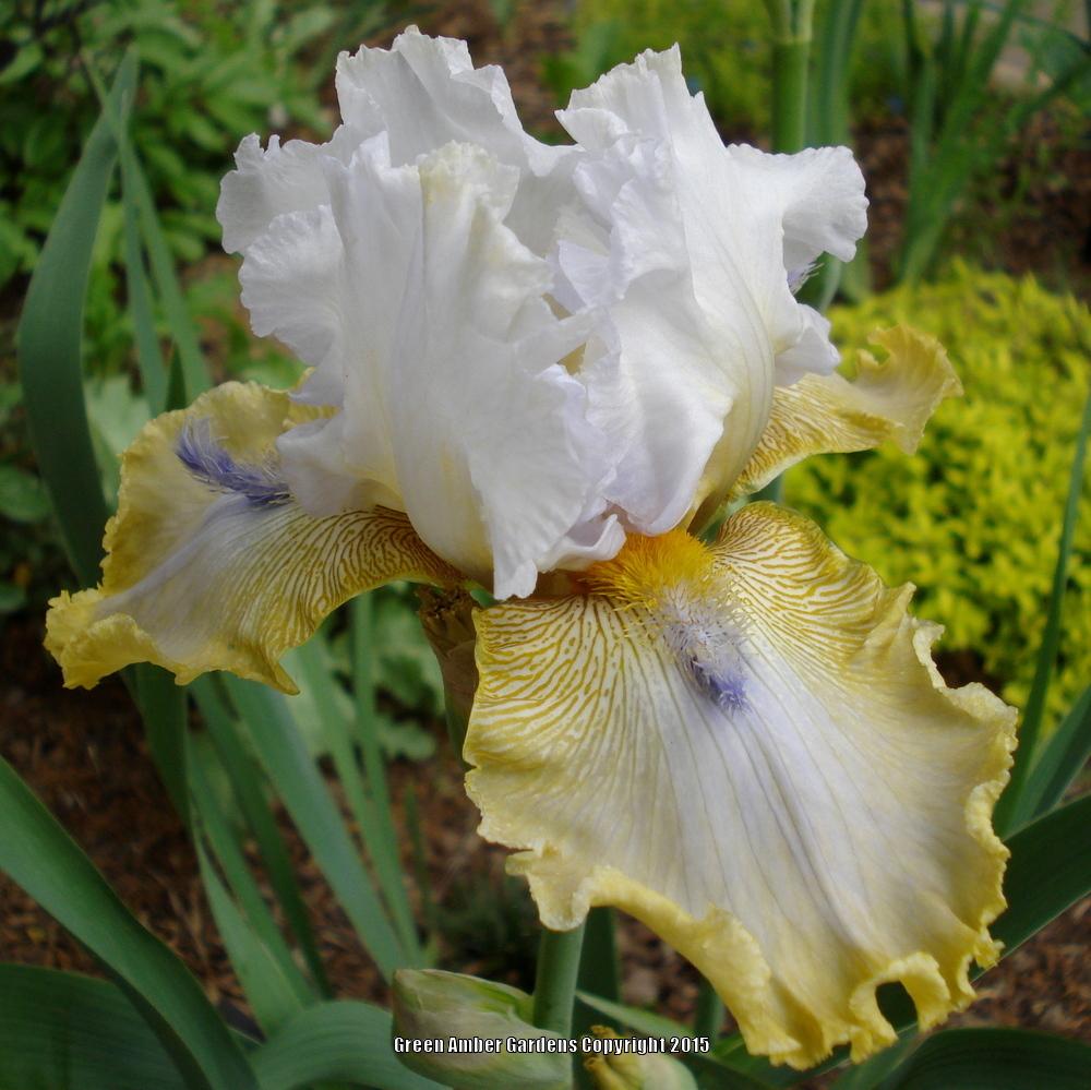 Photo of Tall Bearded Iris (Iris 'Crystal Fountain') uploaded by lovemyhouse