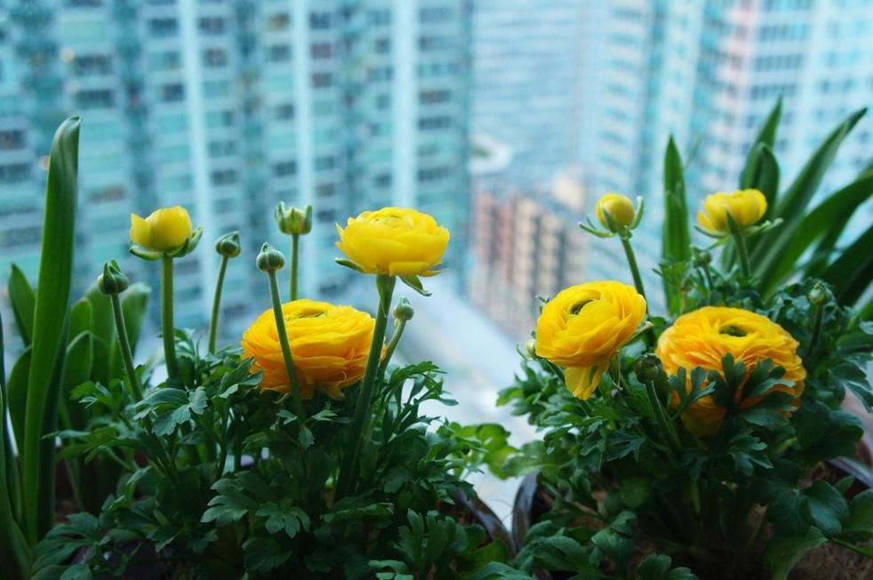 Photo of Persian Buttercup (Ranunculus asiaticus) uploaded by skylark