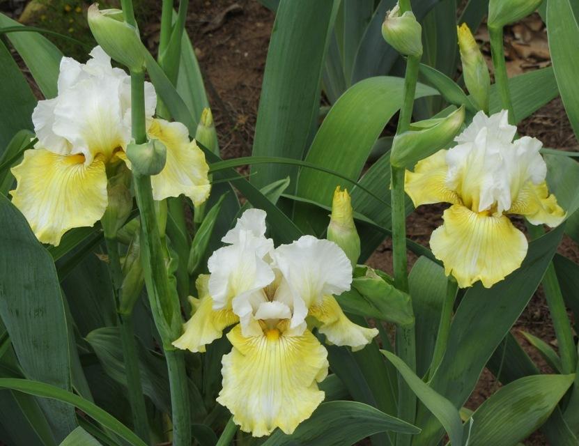 Photo of Tall Bearded Iris (Iris 'Melted Butter') uploaded by Bloombuddie