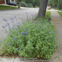 Location: Austin ,TX
Date: 2015-04-23
Grows in the "Hell Strip" out by the street with very little wate