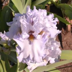 Location: Catheys Valley CA
Date: 04-22-2015
Photo courtesy of Superstition Iris Gardens, posted with permissi