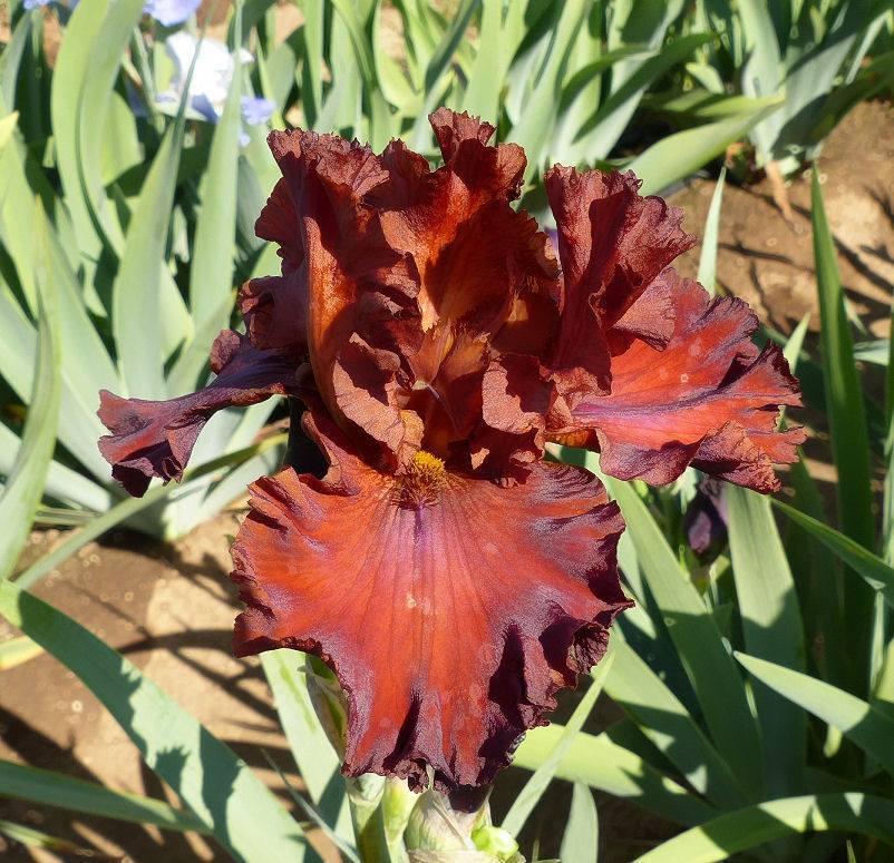 Photo of Tall Bearded Iris (Iris 'Tiff') uploaded by Misawa77