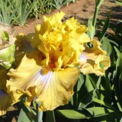 Location: Catheys Valley CA
Date: 04-23-2015
Photo courtesy of Superstition Iris Gardens, posted with permissi