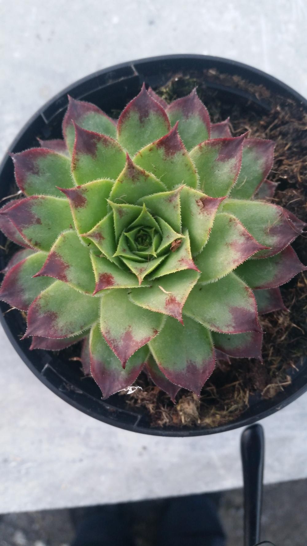 Photo of Hen and Chicks (Sempervivum calcareum) uploaded by Paddy