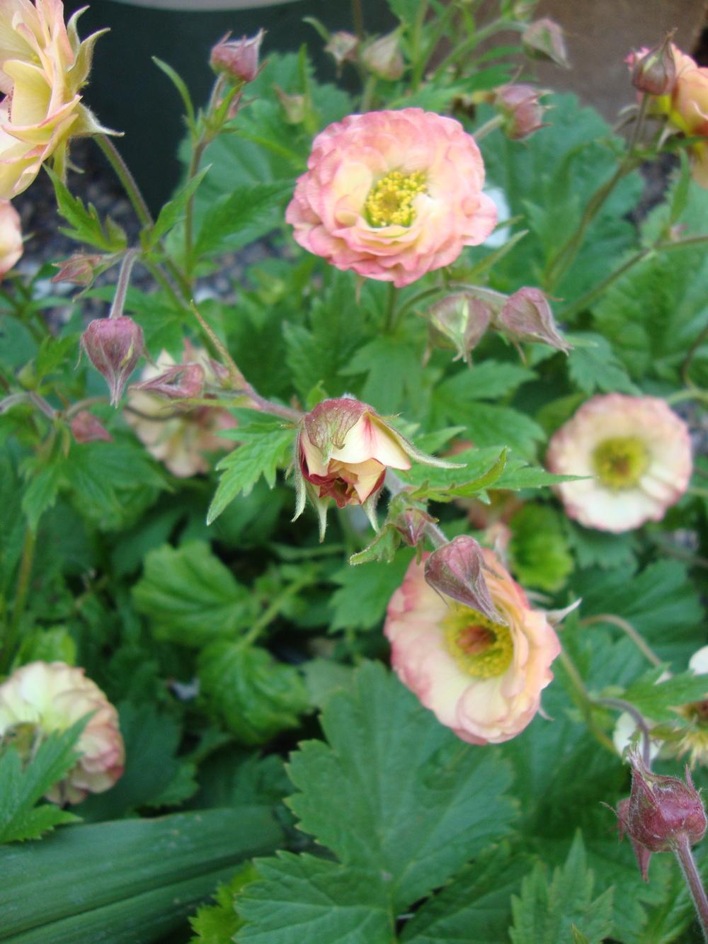 Photo of Avens (Geum Cocktails™ Cosmopolitan) uploaded by Paul2032