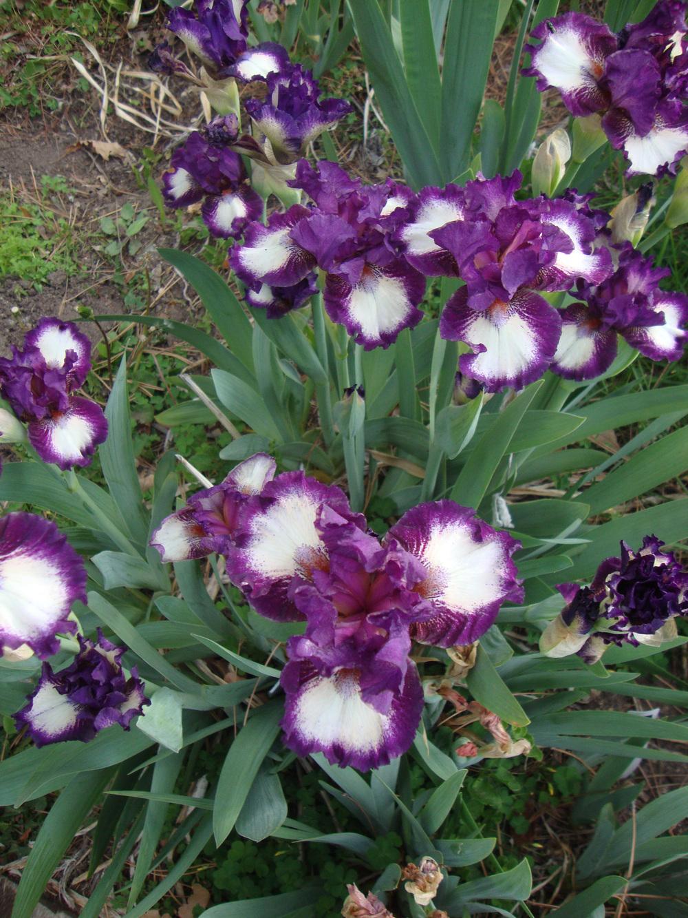 Photo of Intermediate Bearded Iris (Iris 'Outer Edge') uploaded by Paul2032