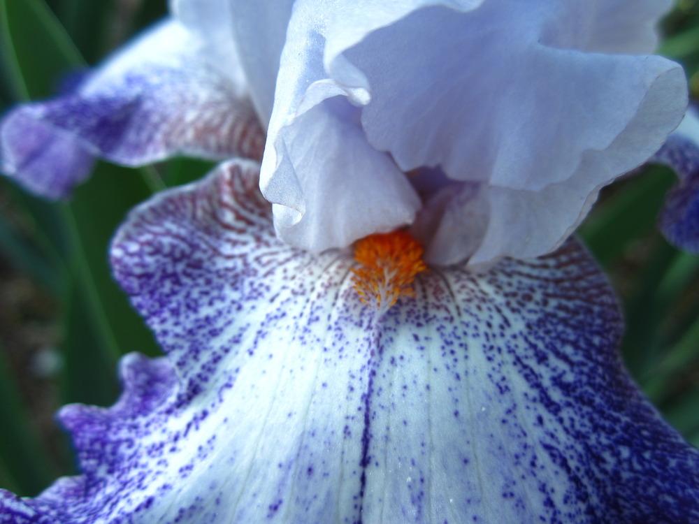Photo of Tall Bearded Iris (Iris 'Will and Adelle') uploaded by UndertheSun