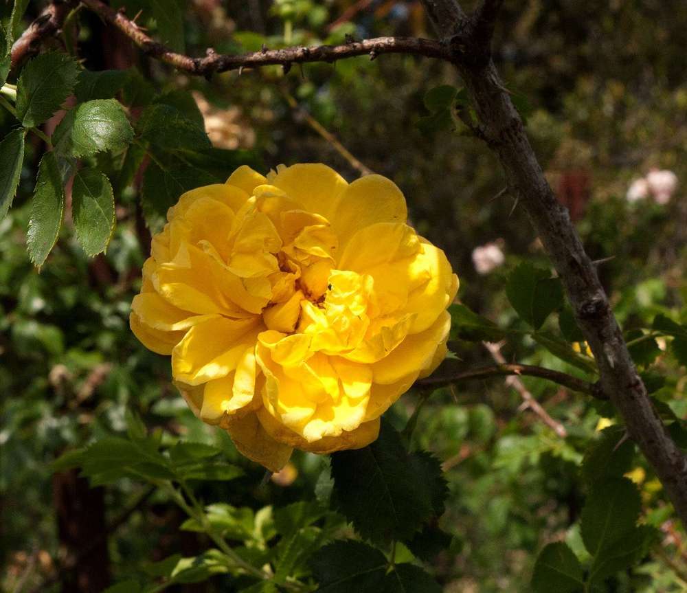 Photo of Species Rose (Rosa foetida f. persiana 'Persian Yellow') uploaded by admin