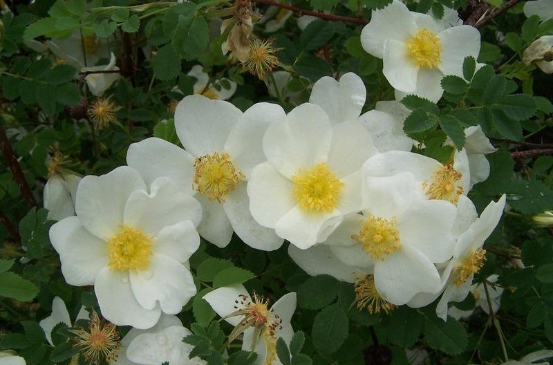 Photo of Species Rose (Rosa spinosissima) uploaded by admin