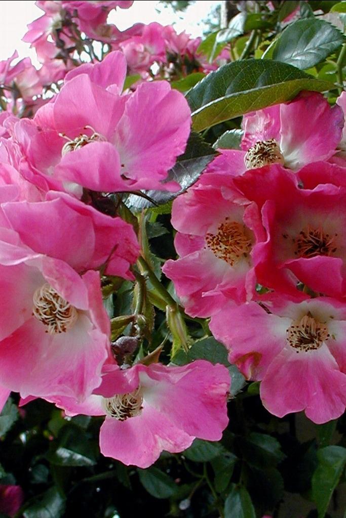 Photo of Rose (Rosa 'American Pillar') uploaded by admin