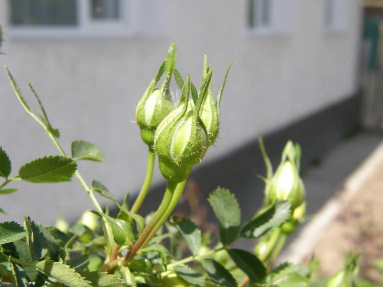 Photo of Species Rose (Rosa foetida f. persiana 'Persian Yellow') uploaded by admin