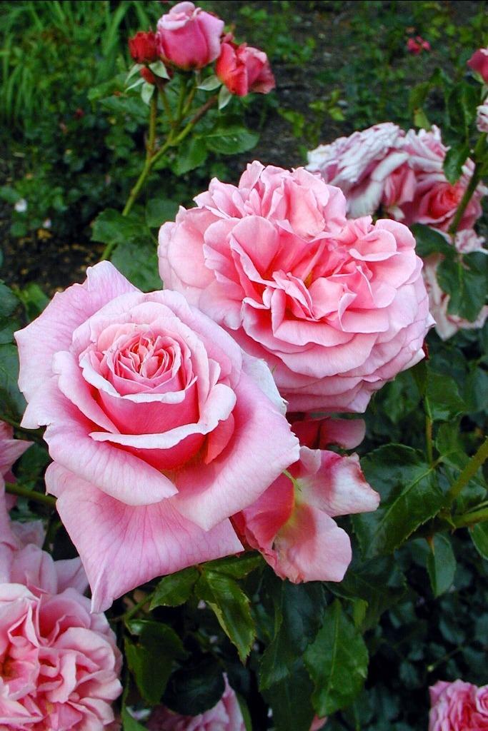 Photo of Rose (Rosa 'Aloha') uploaded by admin