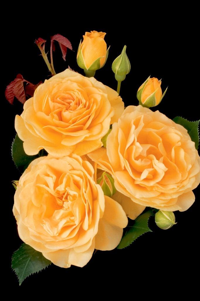 Photo of Floribunda Rose (Rosa 'Julia Child') uploaded by admin