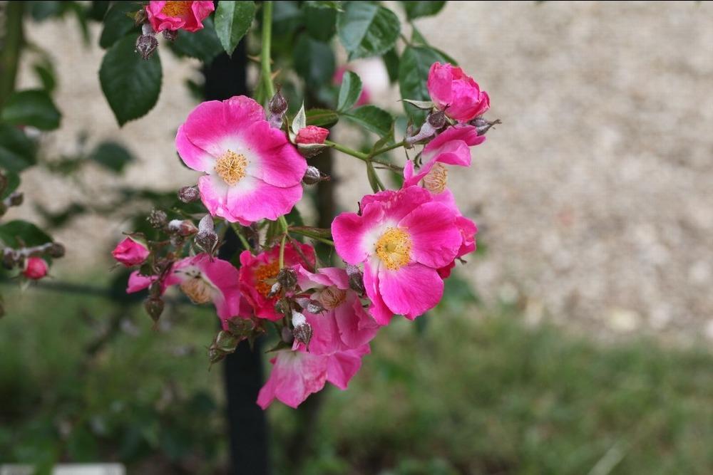 Photo of Rose (Rosa 'American Pillar') uploaded by admin