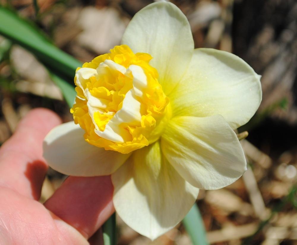 Photo of Double Daffodil (Narcissus 'Wave') uploaded by chelle