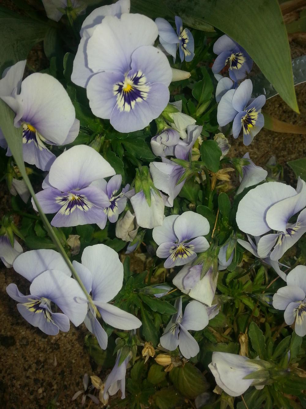 Photo of Violet (Viola cornuta Sorbet® XP Marina) uploaded by dragonfetti