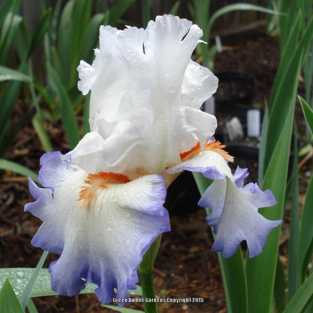 Photo of Tall Bearded Iris (Iris 'Restless Heart') uploaded by lovemyhouse