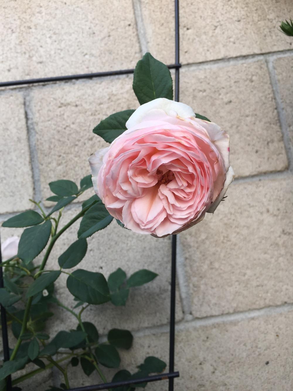 Photo of Rose (Rosa 'Heritage') uploaded by mattmackay22