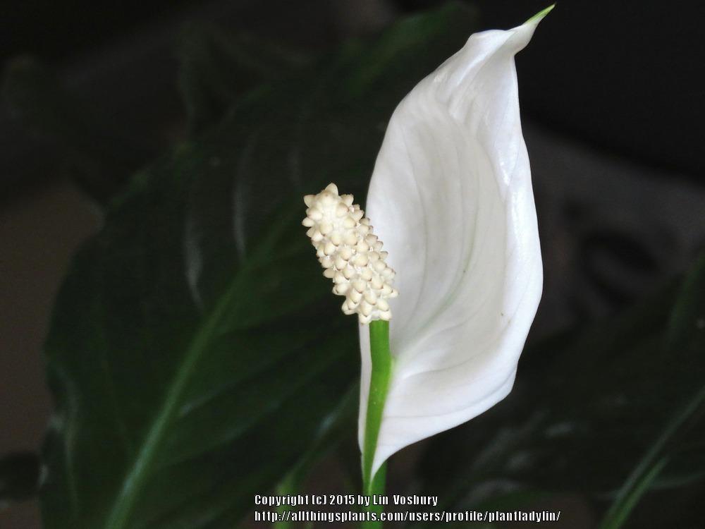 Photo of Peace Lilies (Spathiphyllum) uploaded by plantladylin
