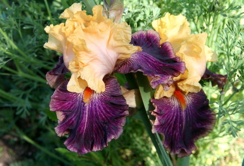 Photo of Border Bearded Iris (Iris 'Fruit Stripe') uploaded by Calif_Sue