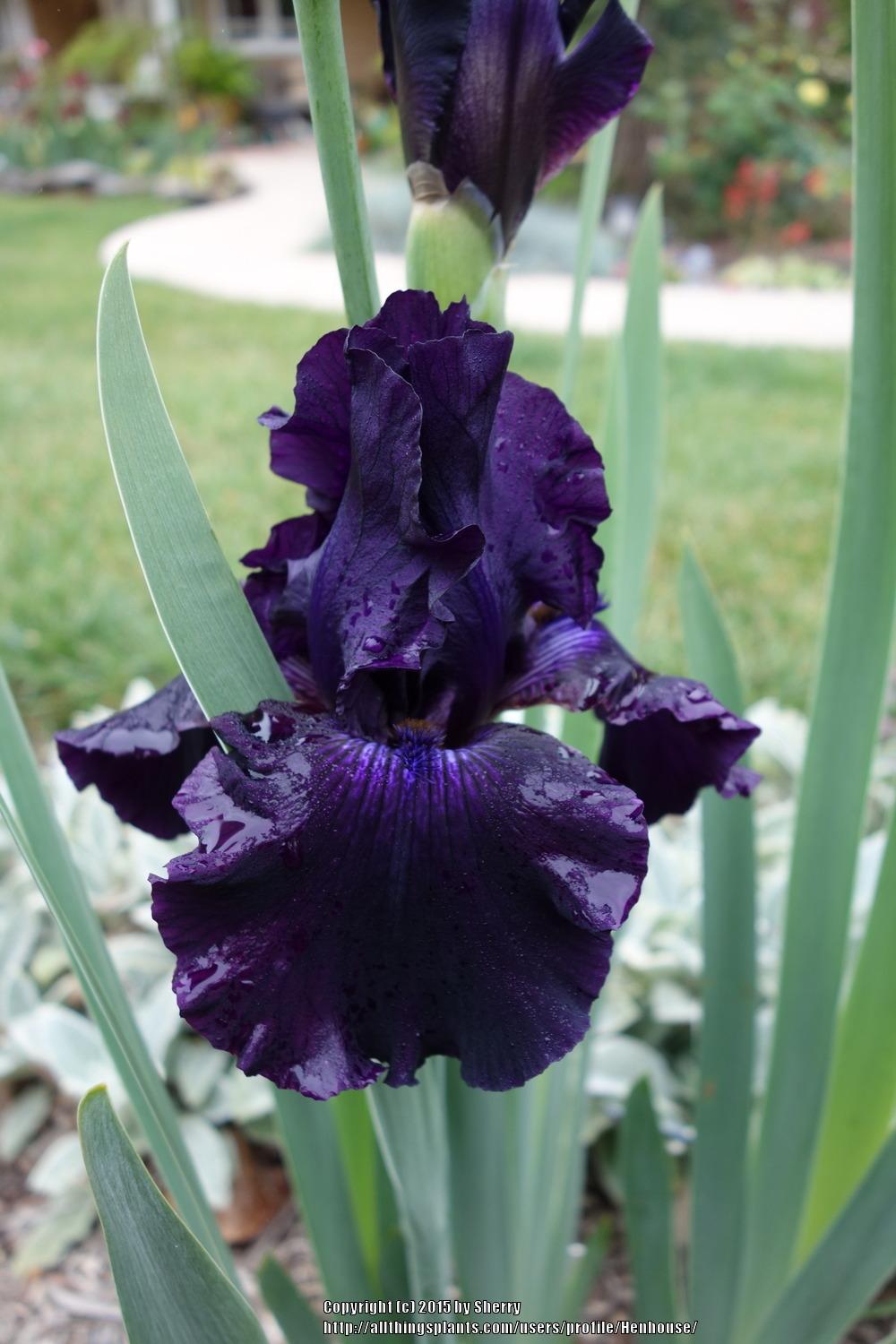Photo of Tall Bearded Iris (Iris 'Ozark Rebounder') uploaded by Henhouse