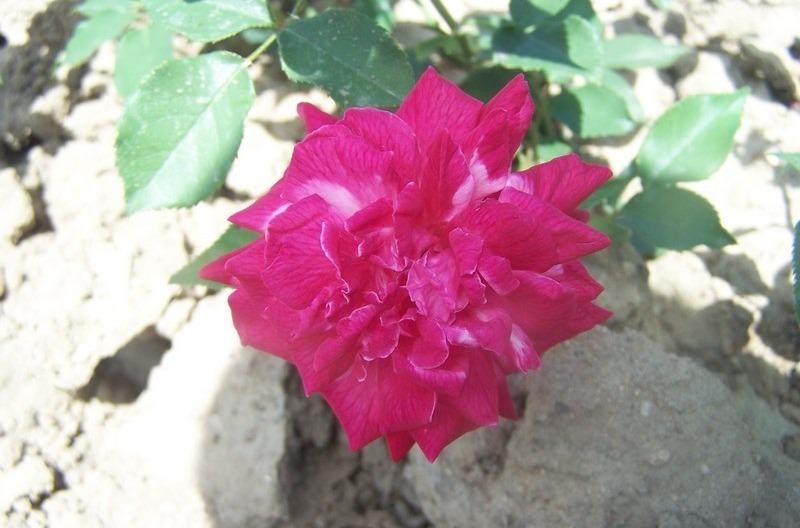 Photo of Rose (Rosa 'Archduke Charles') uploaded by admin