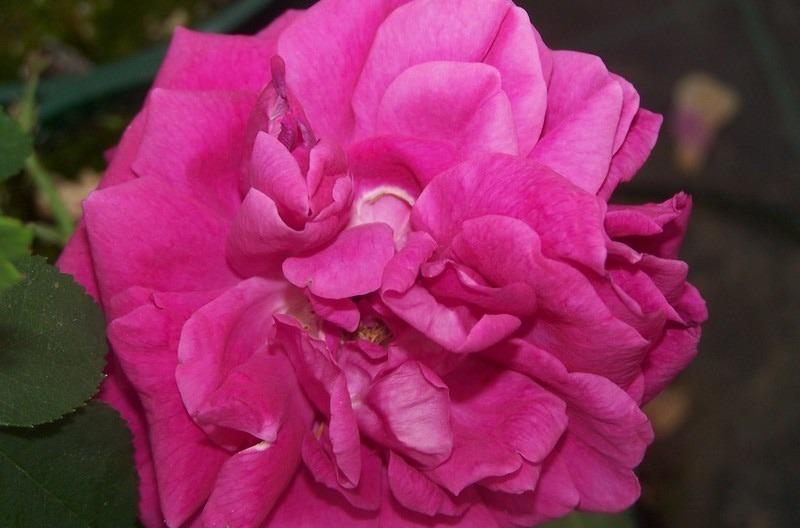 Photo of Rose (Rosa 'Antoine Ducher') uploaded by admin