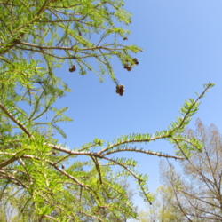 Location: central Illinois
Date: 2015-04-23
new leaves