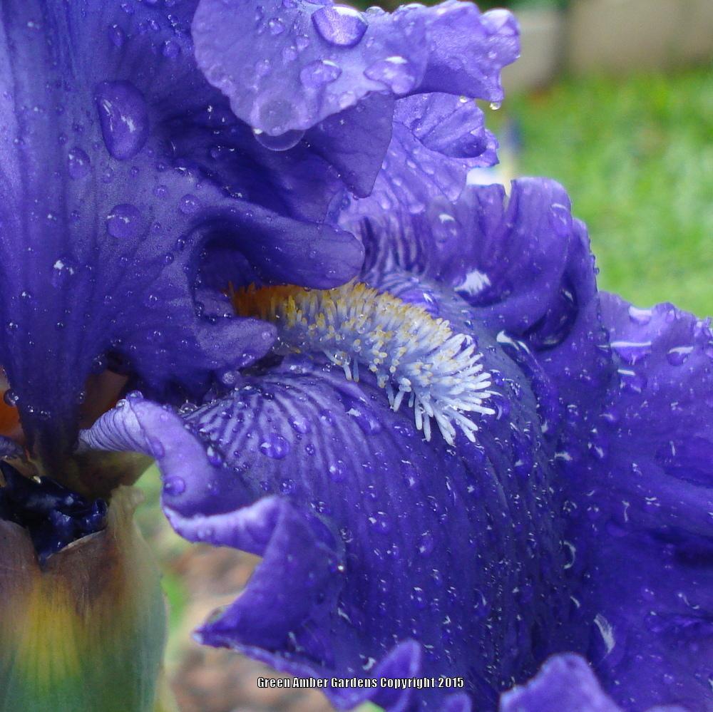 Photo of Tall Bearded Iris (Iris 'Ride the Waves') uploaded by lovemyhouse