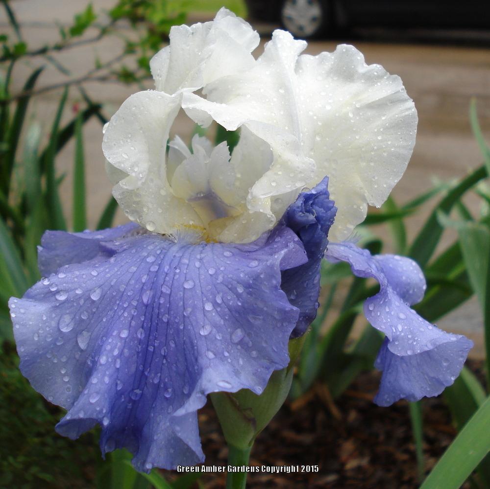 Photo of Tall Bearded Iris (Iris 'Stairway to Heaven') uploaded by lovemyhouse