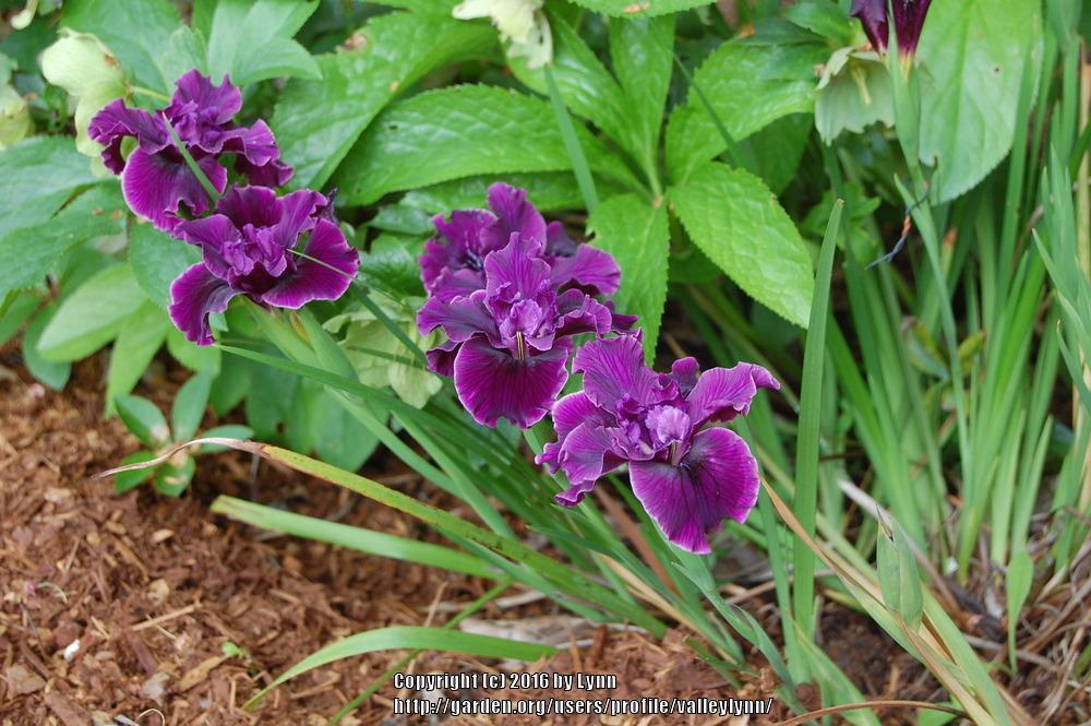 Photo of Pacific Coast Iris (Iris 'San Ardo') uploaded by valleylynn