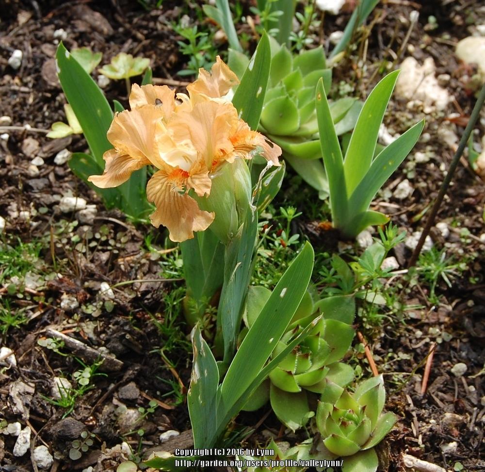 Photo of Miniature Dwarf Bearded Iris (Iris 'Tiny Titan') uploaded by valleylynn