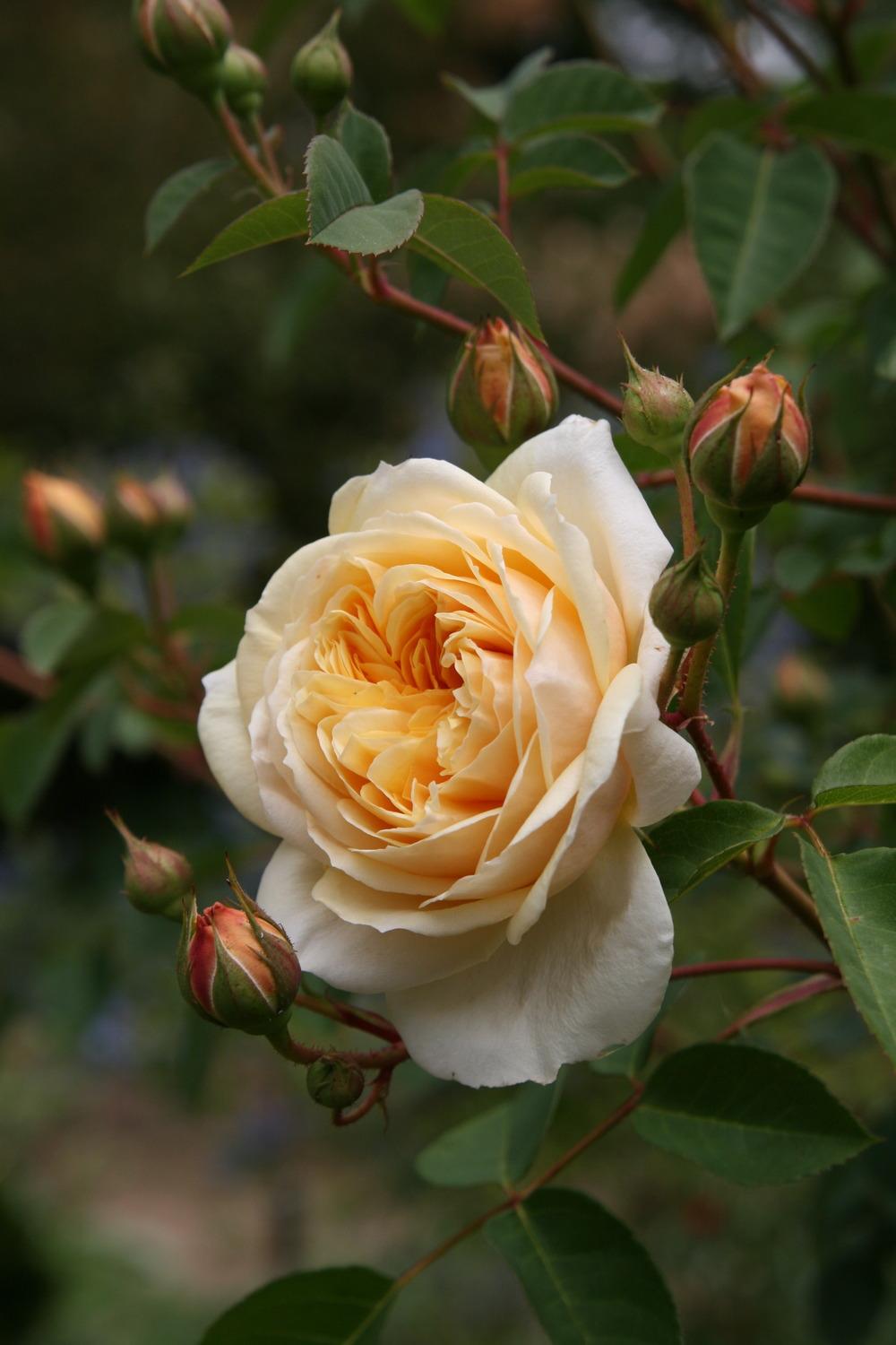 Photo of Rose (Rosa 'Teasing Georgia') uploaded by Calif_Sue