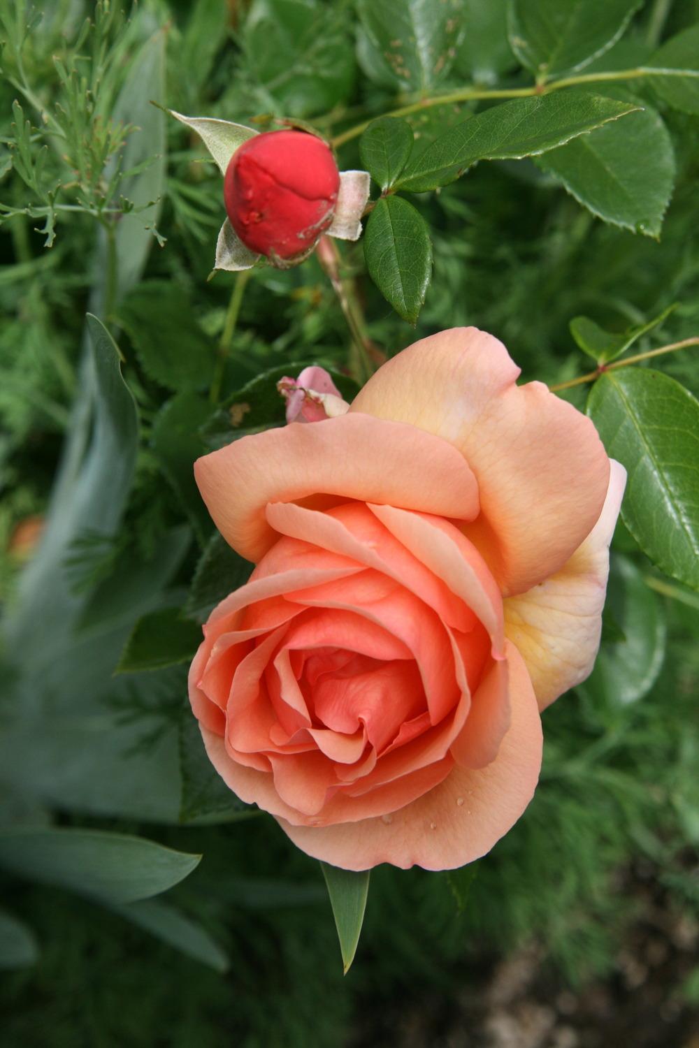 Photo of Rose (Rosa 'Heaven on Earth') uploaded by Calif_Sue