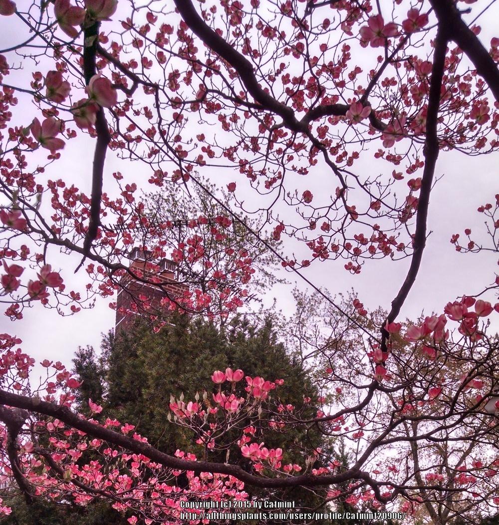 Photo of Pink Flowering Dogwood (Cornus florida 'Rubra') uploaded by Catmint20906