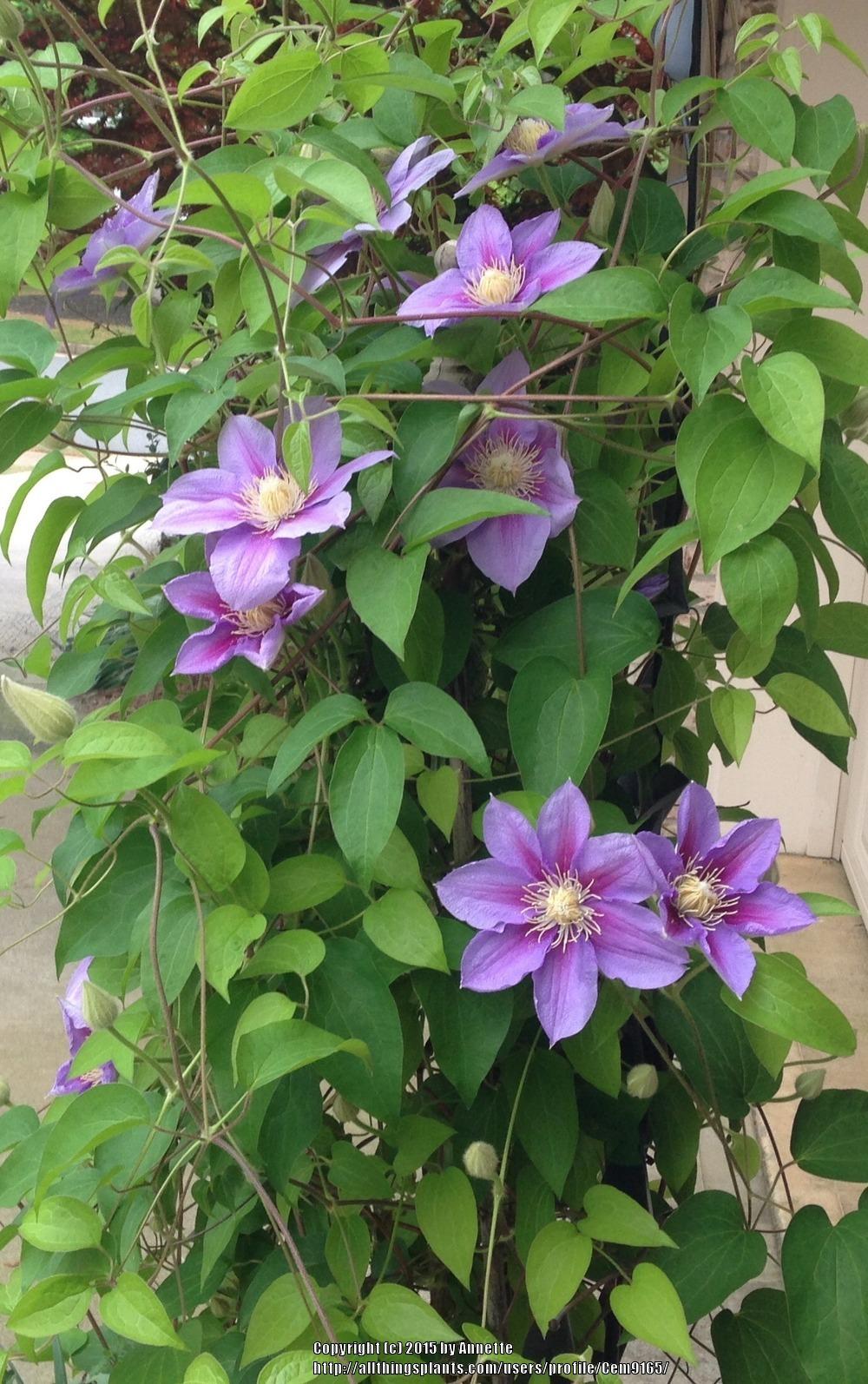 Photo of Clematis 'Barbara Jackman' uploaded by Cem9165