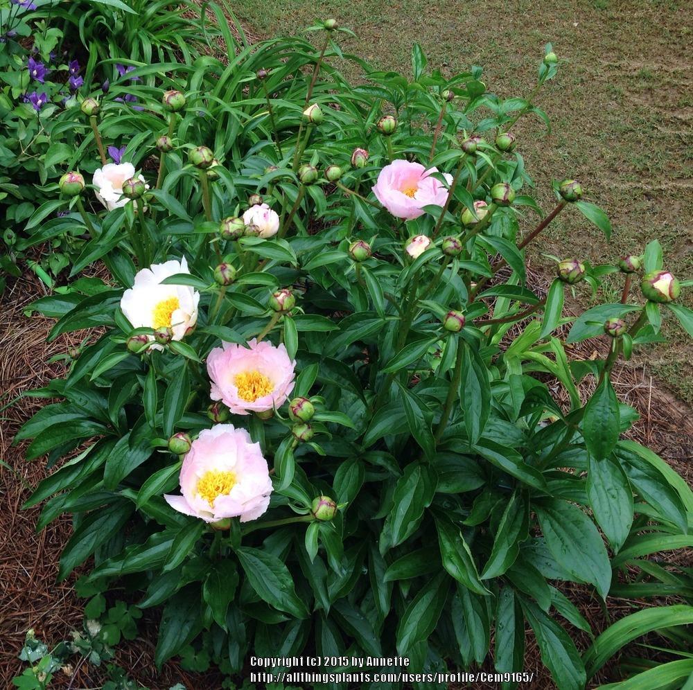 Photo of Chinese Peony (Paeonia lactiflora 'Sea Shell') uploaded by Cem9165