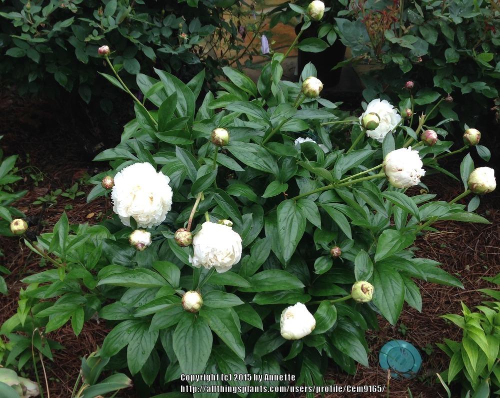 Photo of Chinese Peony (Paeonia lactiflora 'Bowl of Cream') uploaded by Cem9165