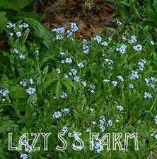 Photo of Water Forget-Me-Not (Myosotis scorpioides) uploaded by Joy