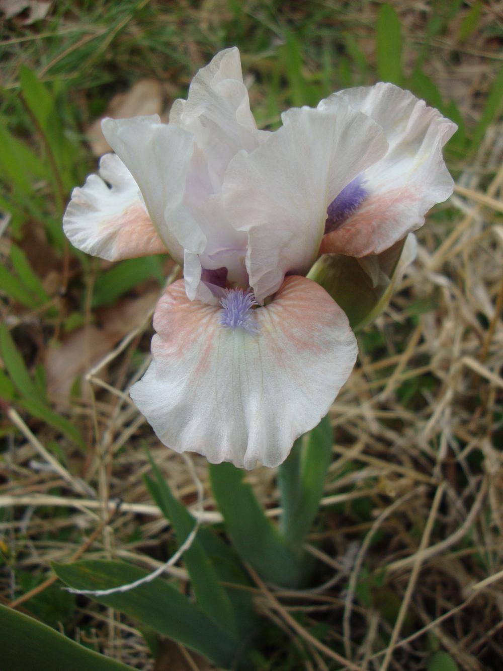 Photo of Standard Dwarf Bearded Iris (Iris 'Fashion Baby') uploaded by Paul2032