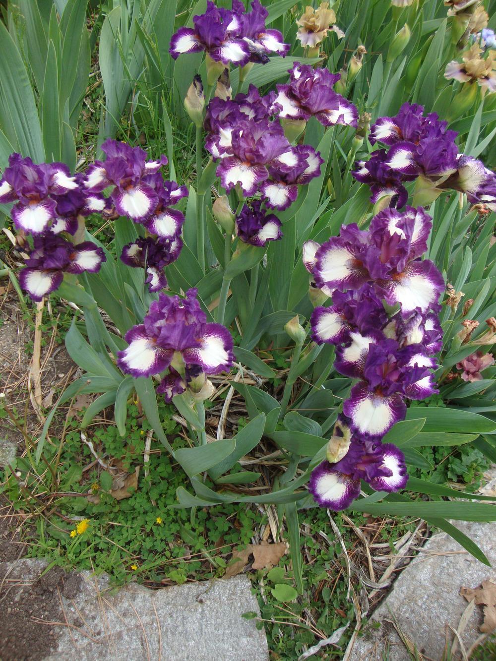 Photo of Intermediate Bearded Iris (Iris 'Outer Edge') uploaded by Paul2032